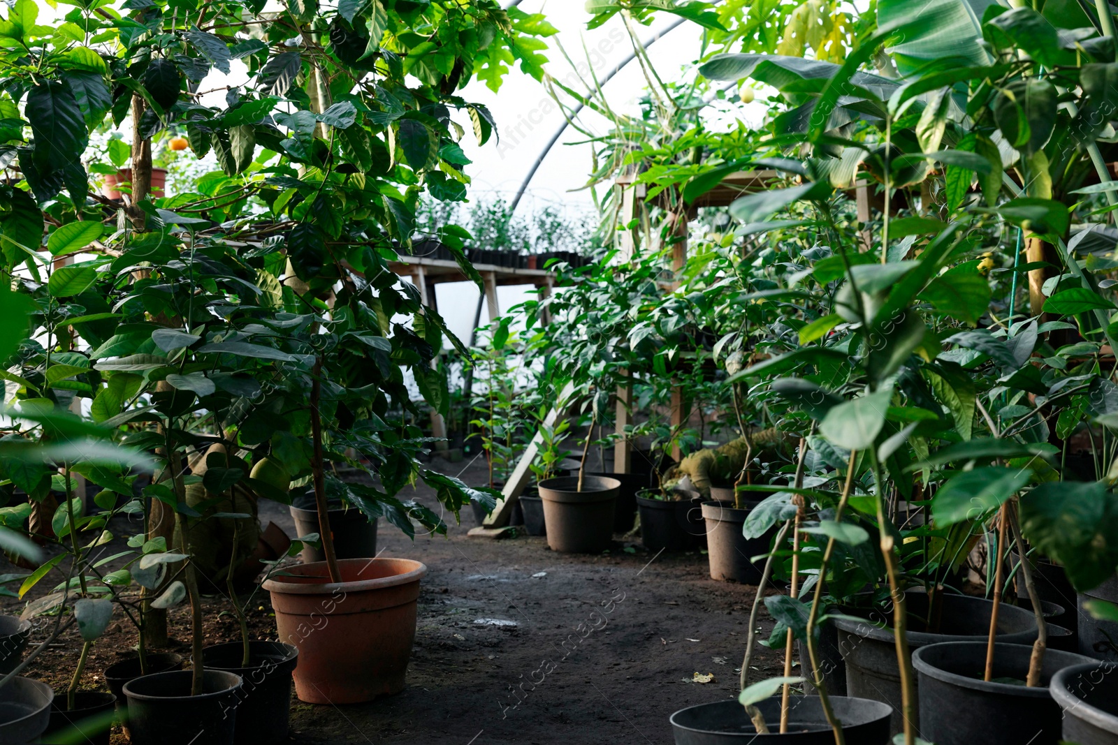 Photo of Many different beautiful potted plants in greenhouse