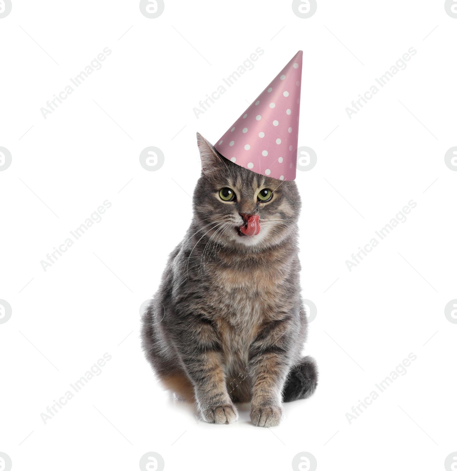 Image of Cute gray tabby cat with party hat on white background