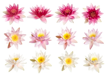 Image of Set of beautiful lotus flowers on white background 