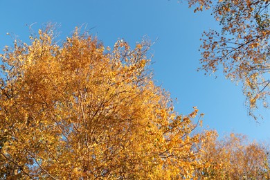 Photo of Beautiful trees with bright leaves against sky on autumn day, low angle view