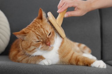 Photo of Woman brushing cute ginger cat's fur on couch indoors, closeup