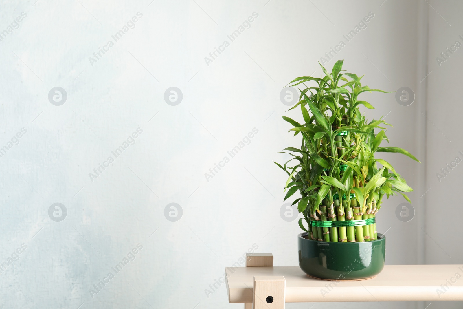 Photo of Green bamboo in pot on wooden stand. Space for text