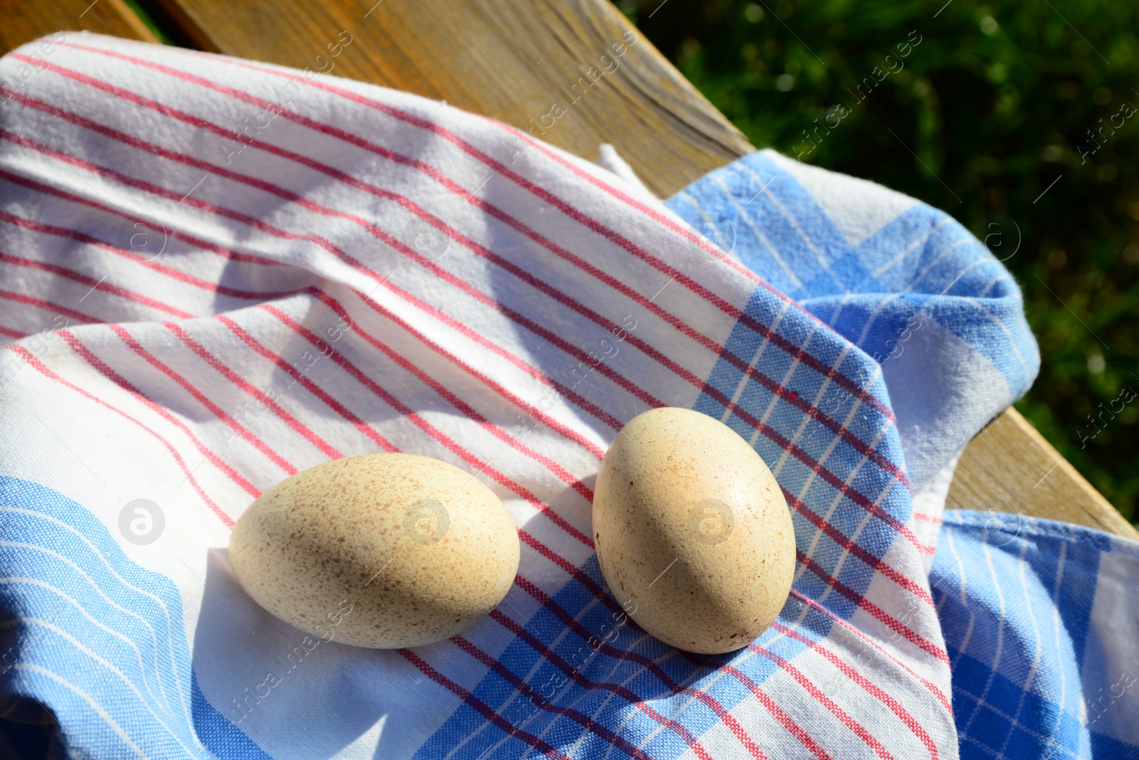 Photo of Raw turkey eggs with napkin on wooden table outdoors