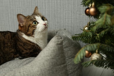 Photo of Cute cat on pet bed near Christmas tree at home