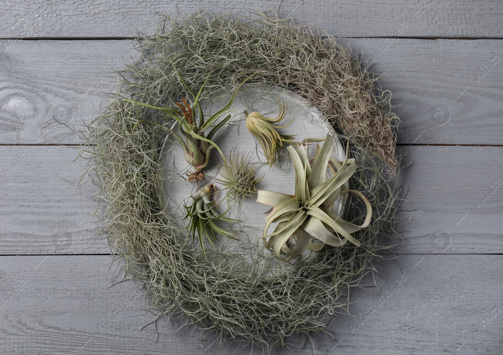 Photo of Different tillandsia plants on grey wooden table, flat lay. House decor