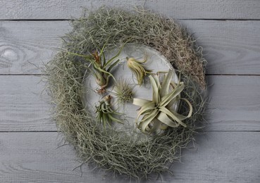Different tillandsia plants on grey wooden table, flat lay. House decor