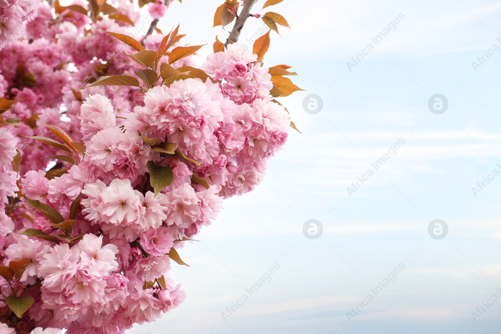 Photo of Closeup view of blossoming pink sakura tree outdoors