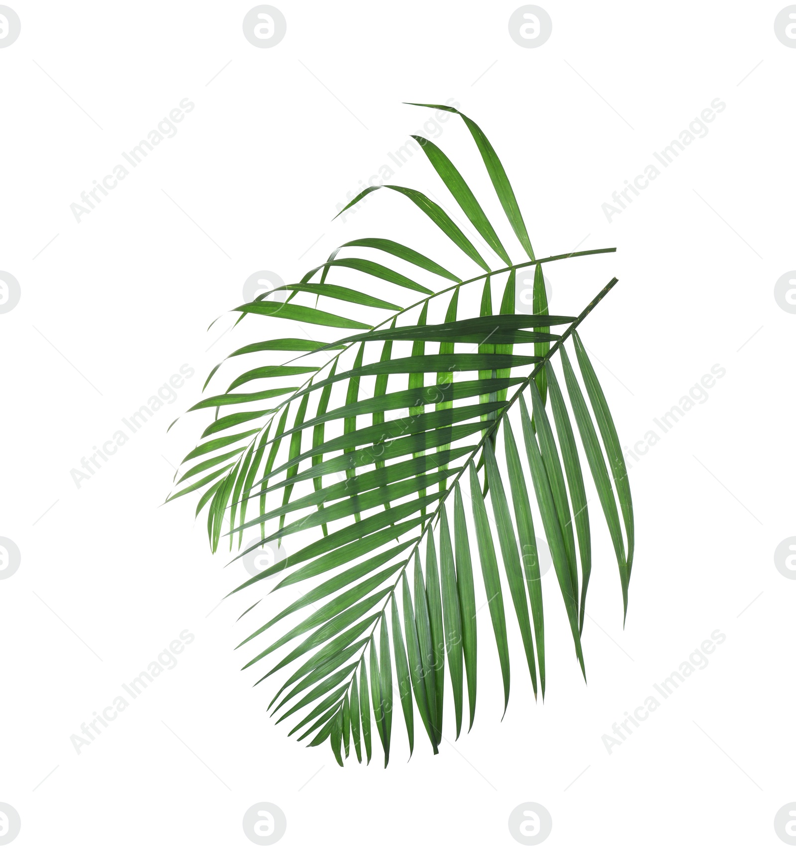 Photo of Beautiful lush tropical leaves isolated on white