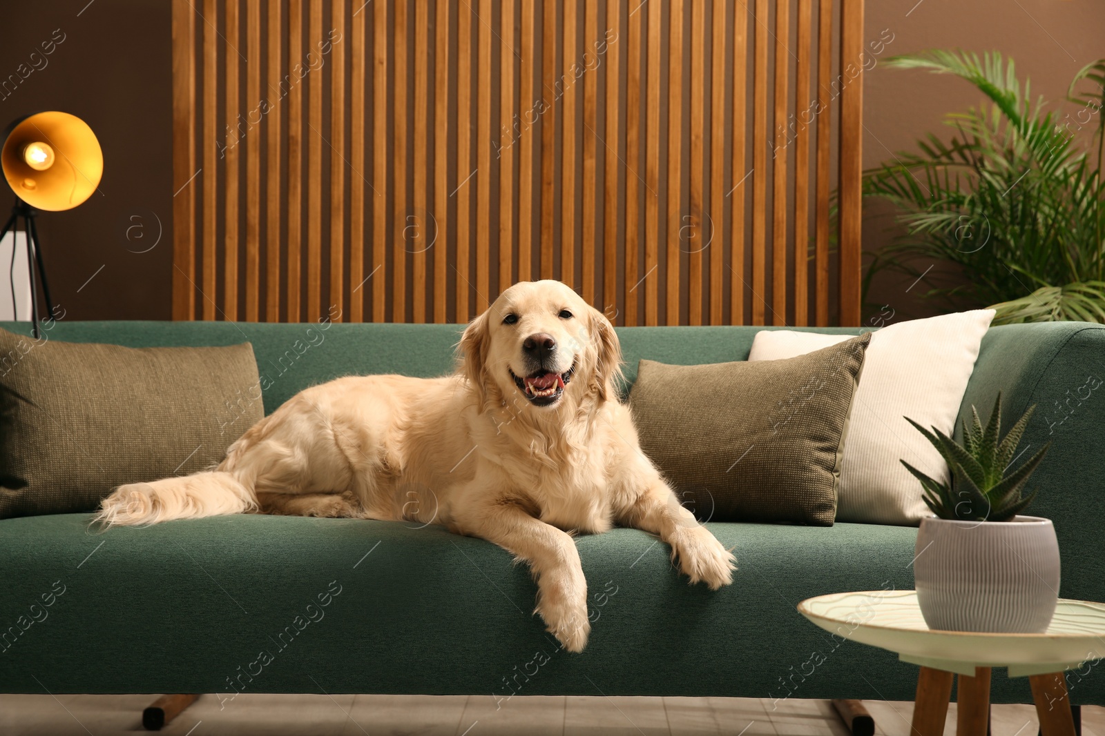 Photo of Modern living room interior. Cute Golden Labrador Retriever on couch