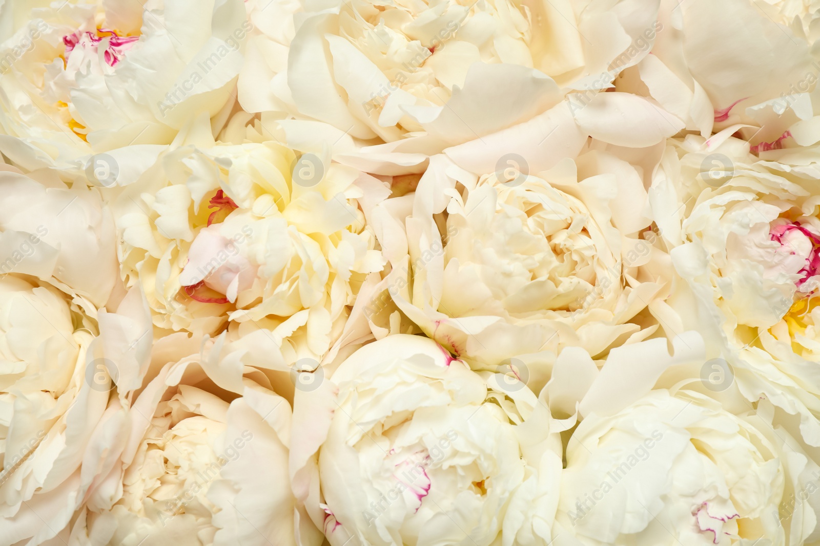 Photo of Beautiful white fresh peonies as background, closeup