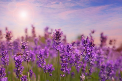 Image of Amazing lavender field at sunset, closeup view