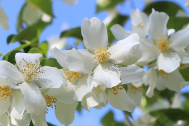 Photo of Closeup view of beautiful blooming white jasmine shrub outdoors