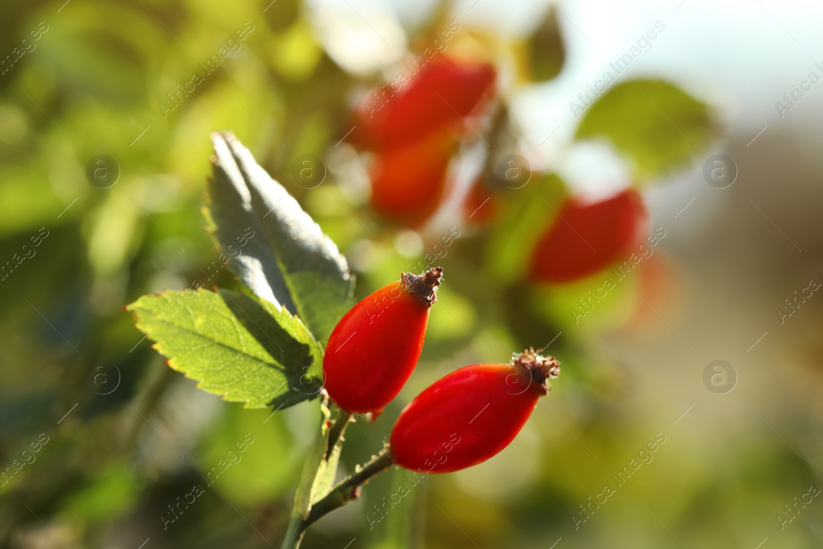 Photo of Rose hip bush with ripe red berries in garden, closeup