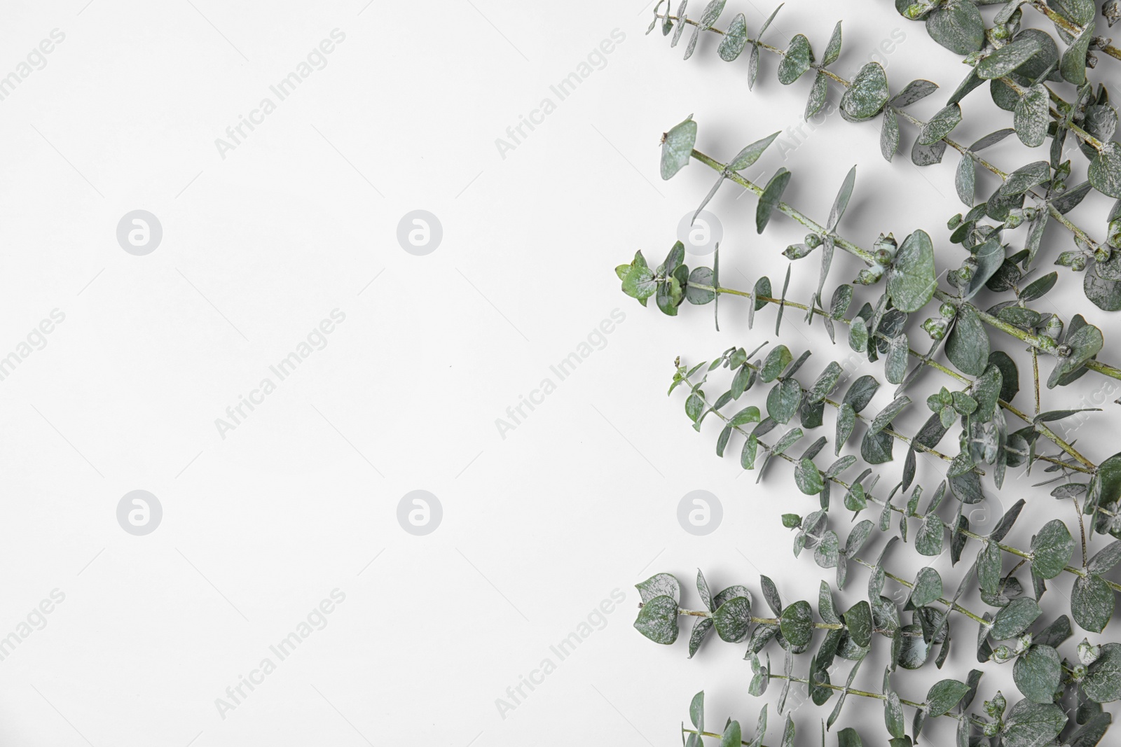 Photo of Fresh eucalyptus leaves on white background, top view