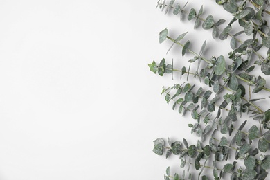 Photo of Fresh eucalyptus leaves on white background, top view