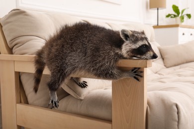 Photo of Cute raccoon lying on armrest of sofa indoors
