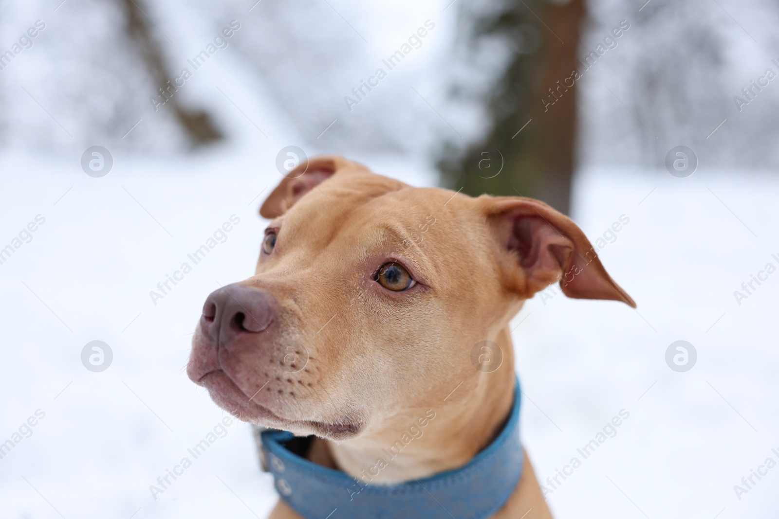 Photo of Portrait of cute dog in snowy park