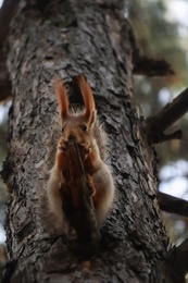 Cute red squirrel eating nut on tree in forest