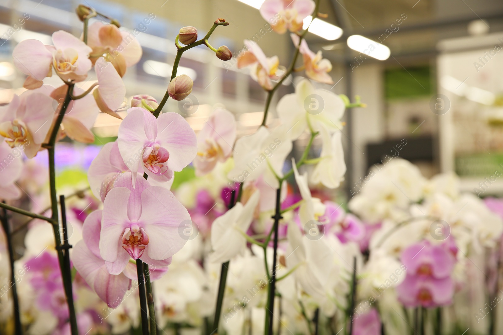 Photo of Beautiful orchid flowers at floral shop, closeup