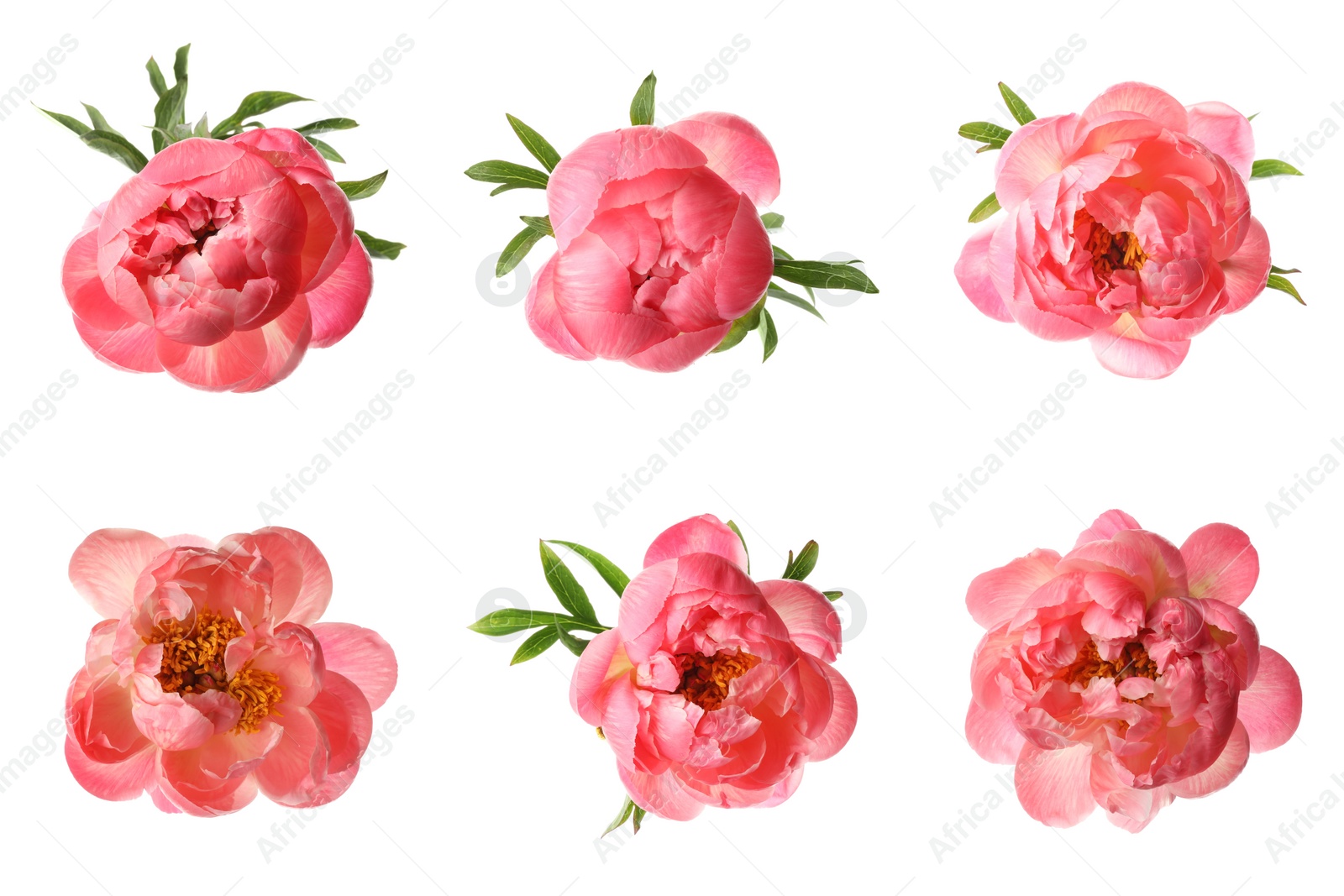 Image of Set of beautiful coral peony flowers on white background 