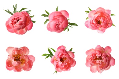 Image of Set of beautiful coral peony flowers on white background 