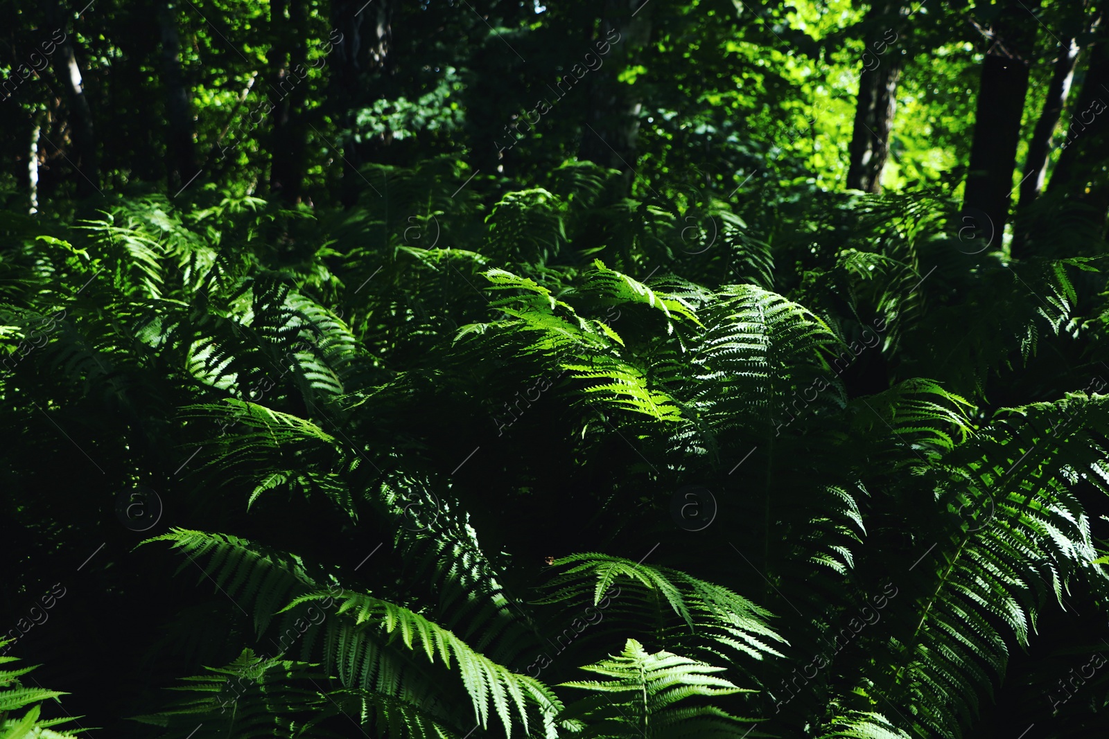 Photo of Beautiful fern with lush green leaves growing outdoors