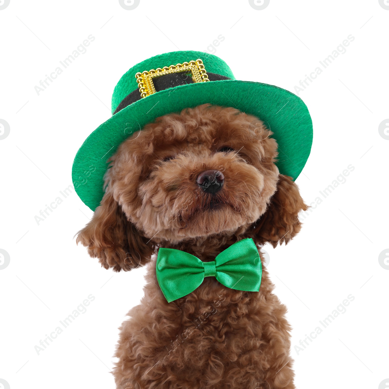 Image of St. Patrick's day celebration. Cute Maltipoo dog with leprechaun hat and green bow tie isolated on white