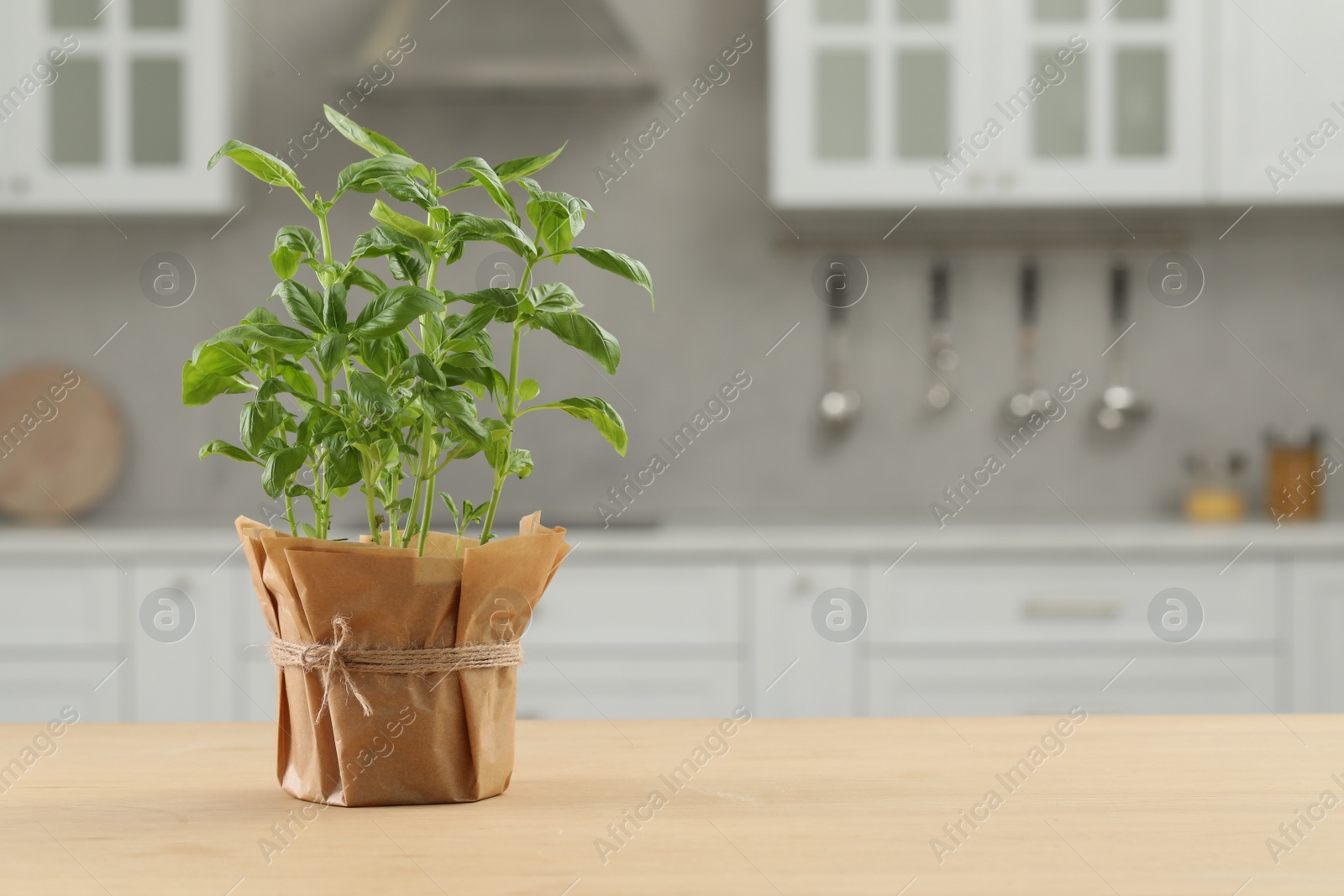 Photo of Beautiful potted basil on wooden table in kitchen, space for text