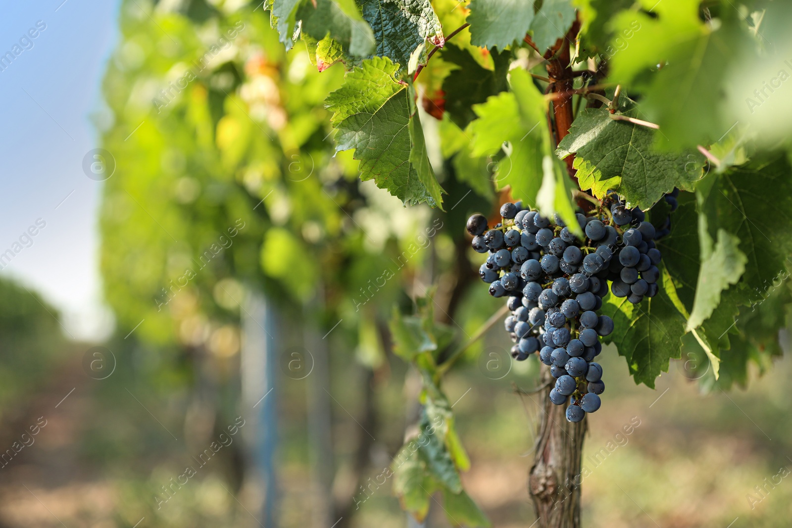 Photo of Fresh ripe juicy grapes growing in vineyard