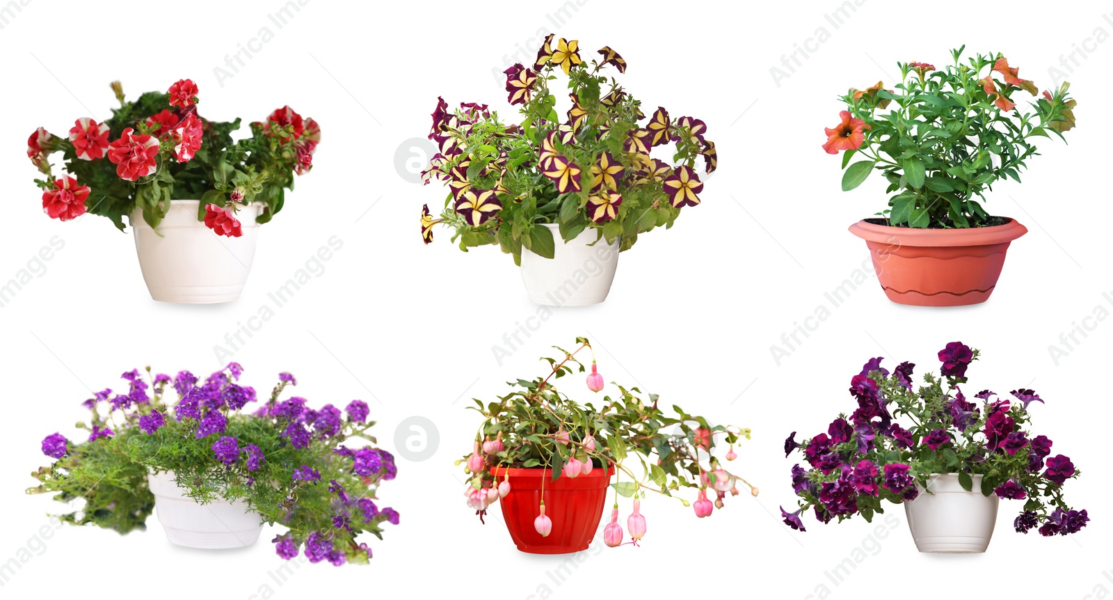 Image of Collection of beautiful flowers in pots on white background. Banner design