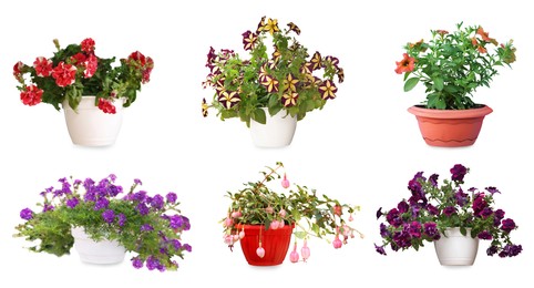 Image of Collection of beautiful flowers in pots on white background. Banner design