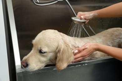 Professional groomer washing cute dog in pet beauty salon, closeup