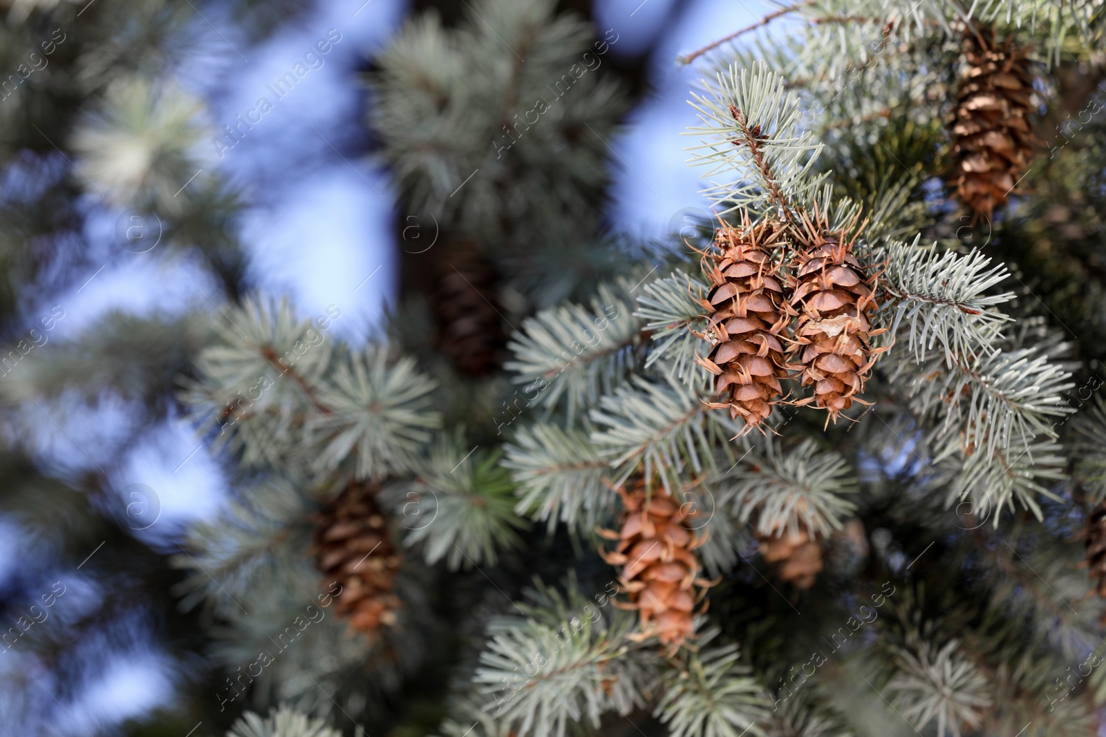 Photo of Cones growing on pine branch outdoors, closeup. Space for text
