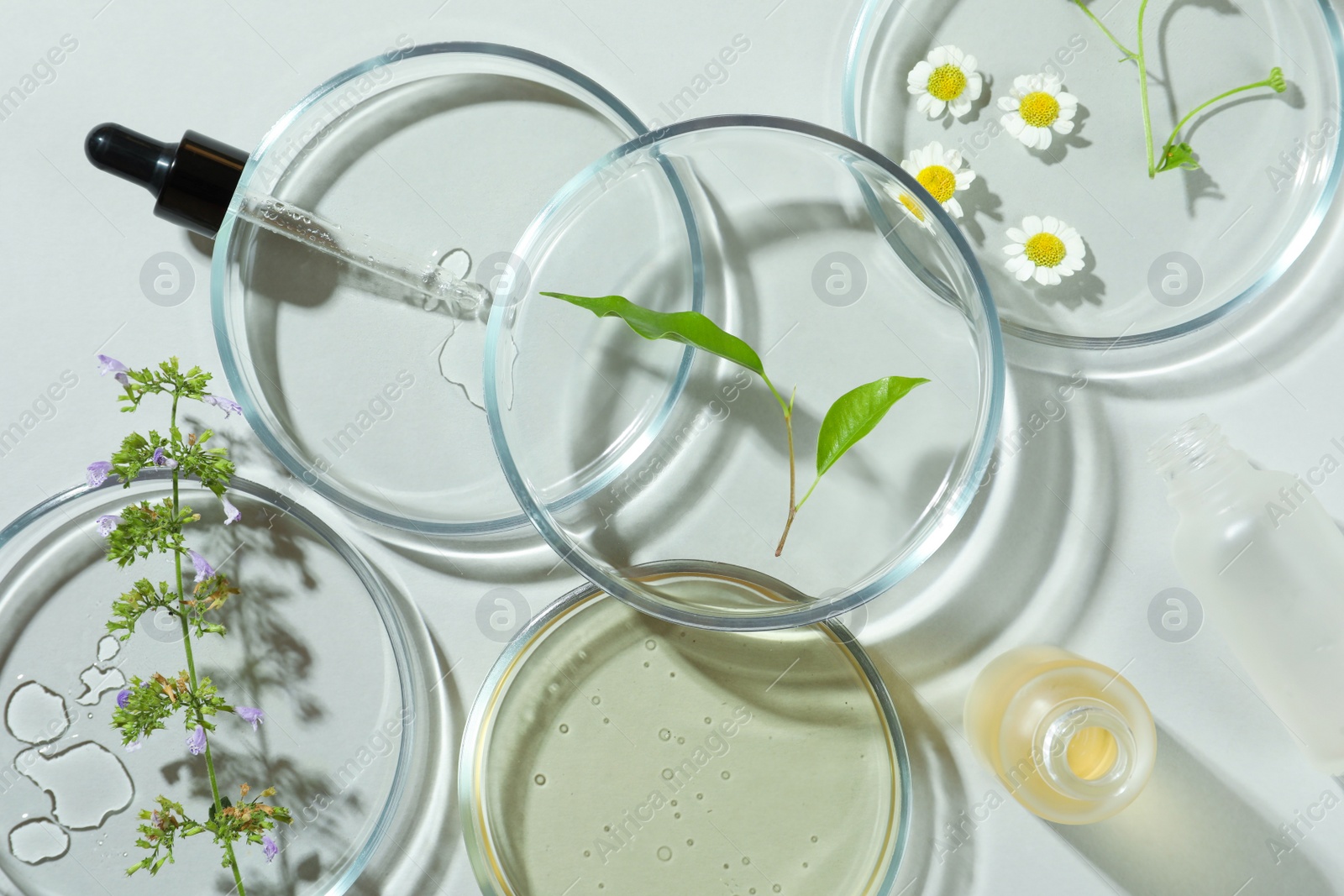 Photo of Flat lay composition with Petri dishes and plants on light grey background