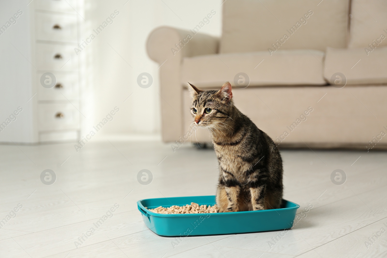 Photo of Tabby cat in litter box at home