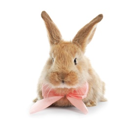 Photo of Adorable furry Easter bunny with cute bow tie on white background