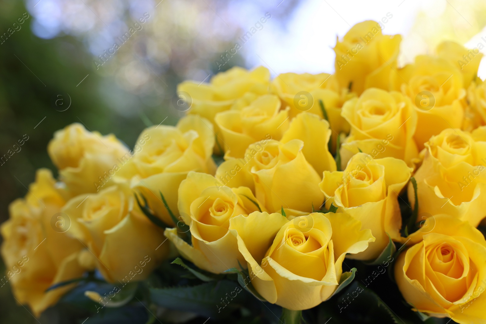 Photo of Beautiful bouquet of yellow roses outdoors, closeup