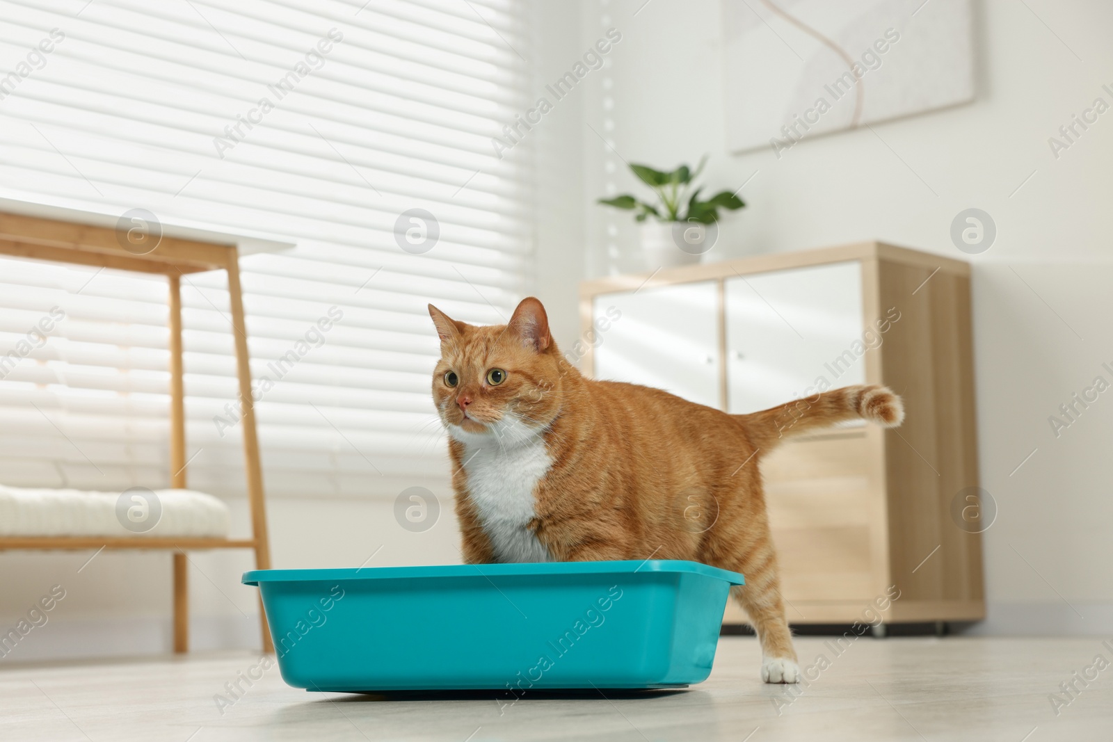 Photo of Cute ginger cat in litter box at home