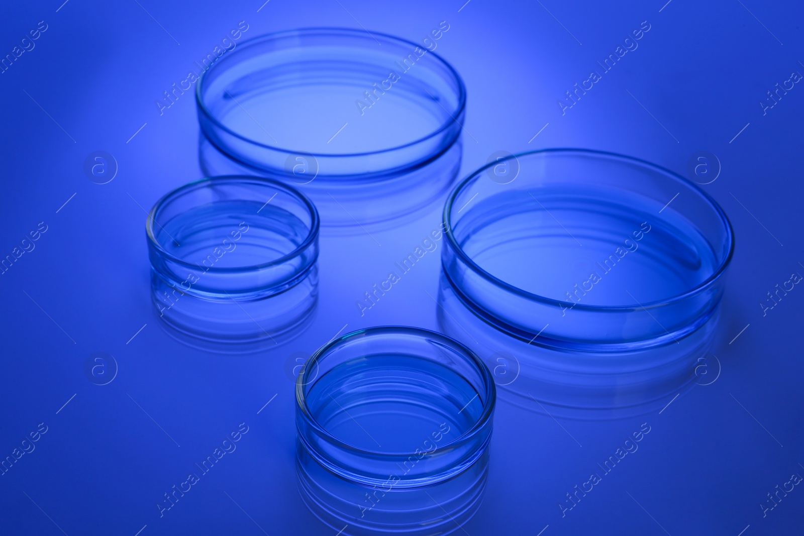Photo of Petri dishes with liquid on table, toned in blue