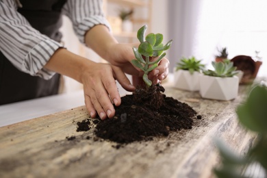 Photo of Woman planting succulents at wooden table indoors, closeup