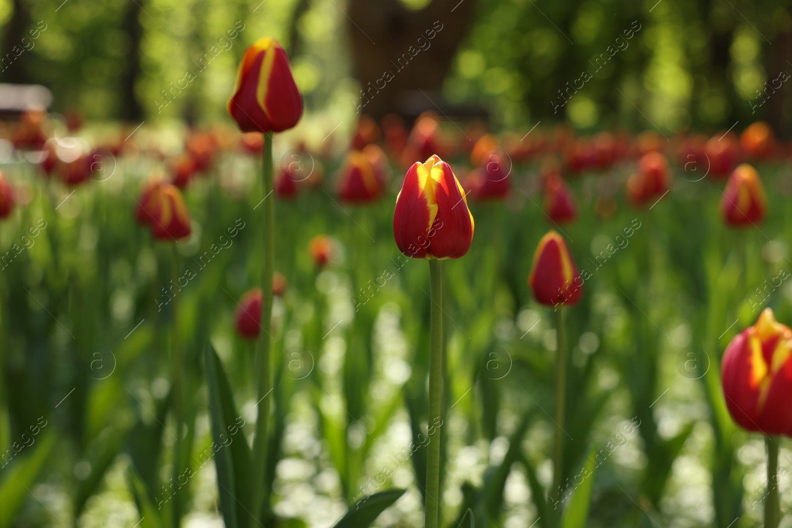 Photo of Beautiful bright tulips growing outdoors on sunny day