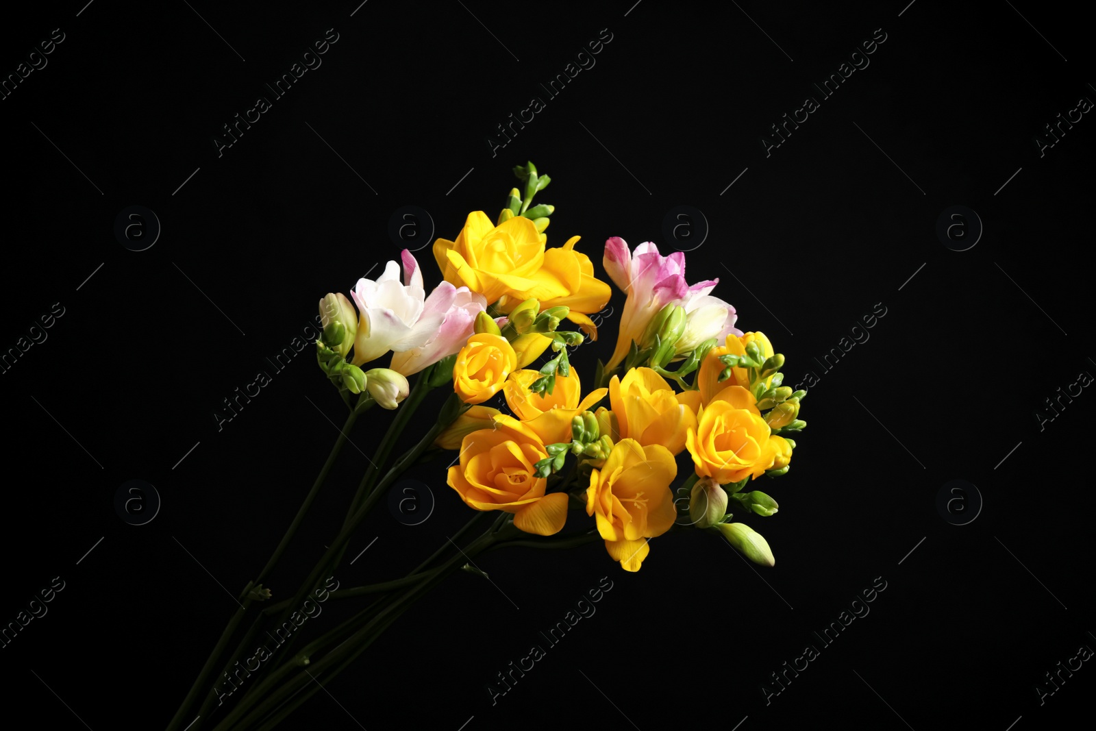 Photo of Bouquet of beautiful freesia flowers on black background