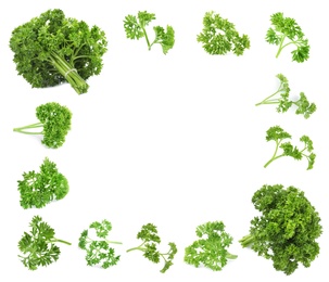 Frame of green curly parsley on white background