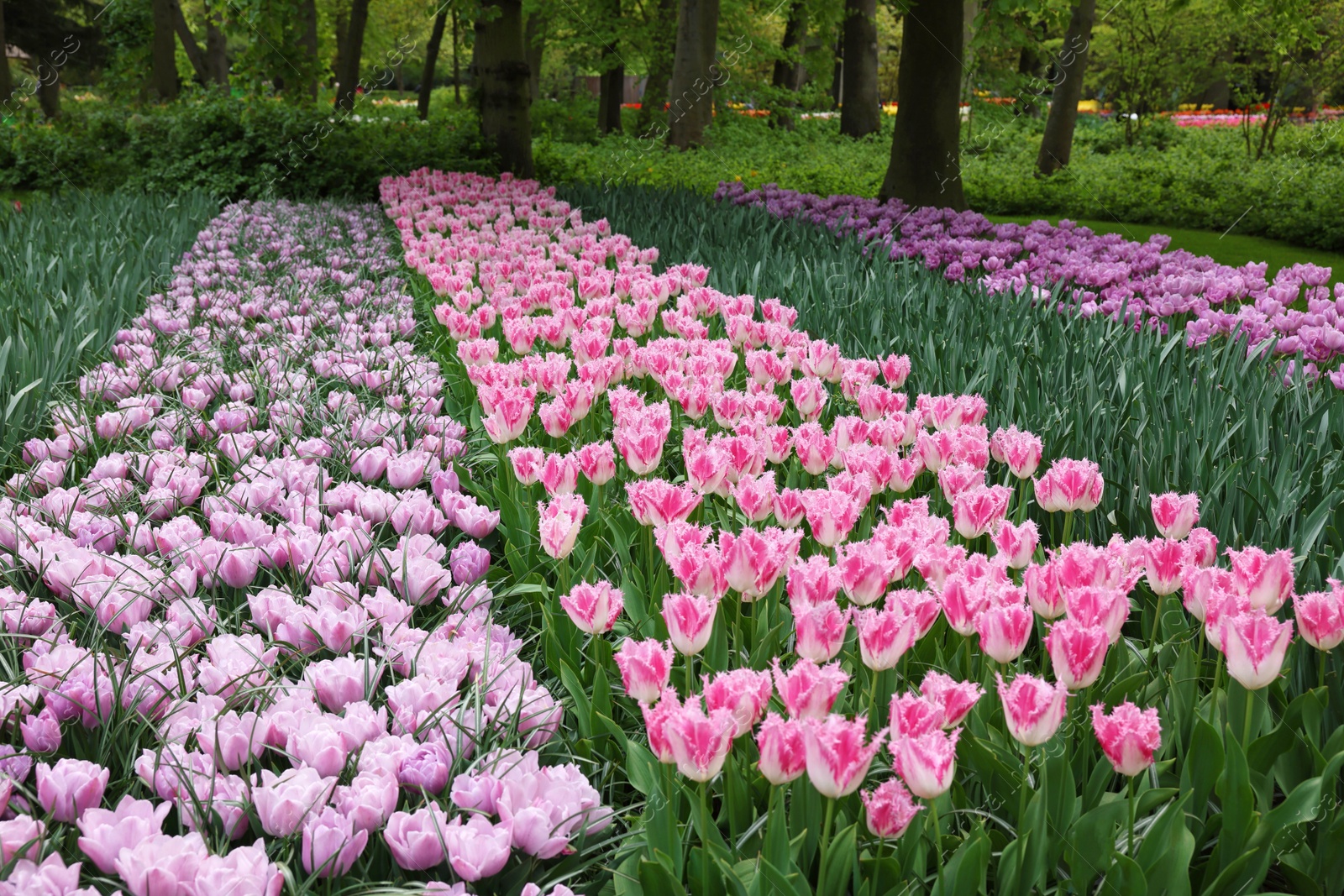 Photo of Many beautiful tulip flowers growing in park. Spring season