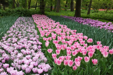 Photo of Many beautiful tulip flowers growing in park. Spring season