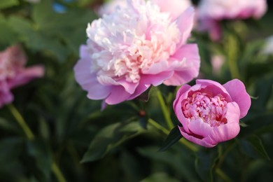 Blooming peony plant with beautiful pink flowers outdoors, closeup