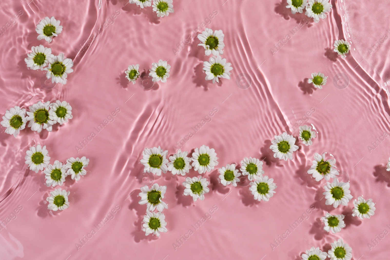 Photo of Beautiful chrysanthemum flowers in water on pink background, top view