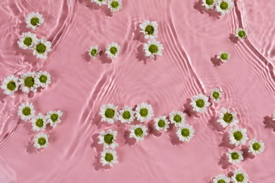 Beautiful chrysanthemum flowers in water on pink background, top view