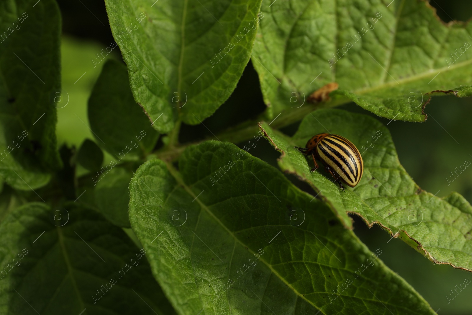 Photo of Colorado potato beetle on green plant outdoors, closeup