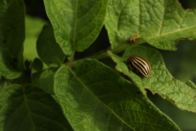 Colorado potato beetle on green plant outdoors, closeup